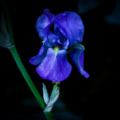 Blue iris flower 
