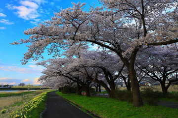 Obraz premium 夕焼けの桜並木