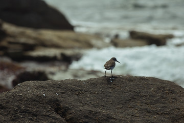 Ave junto al mar