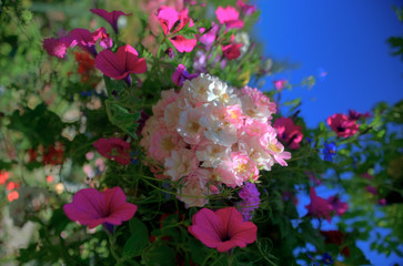 Flowers of Butchart