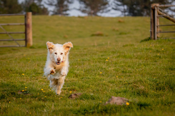 Happy golden retriever running free in field
