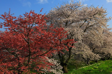 岩手県奥州市　青空と桜