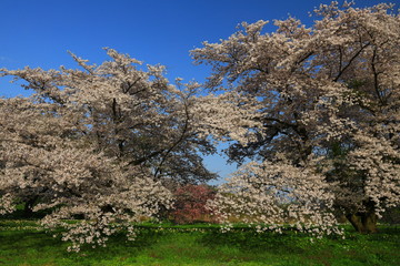岩手県奥州市　青空と桜