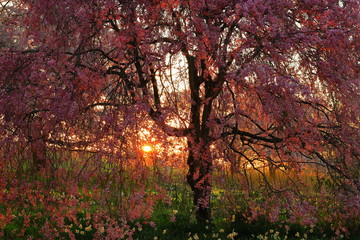 岩手県奥州市　夕焼けと桜