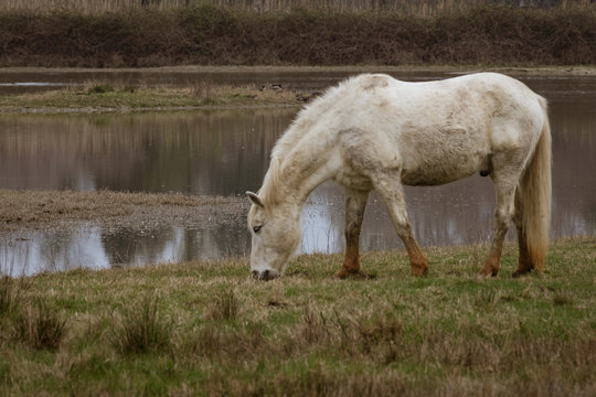 Free Camargue horses in a nature reserve
