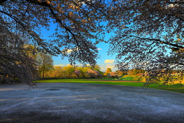 Obraz premium 夕焼けの桜並木