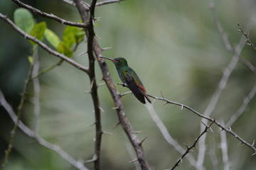 Hummingbird among thorns