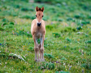 Colt Mustang 1