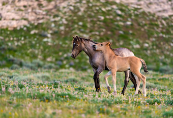 Fototapeta premium Colt Mustang 4