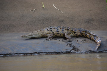 Costa Rician crocodile 