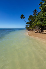 Tropical beach with palm trees in Puerto Rico, landscape