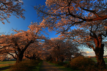 夕焼けの桜並木