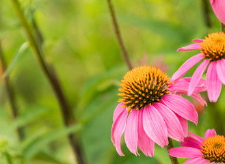 Closeup of a Purple Coneflower with a green background