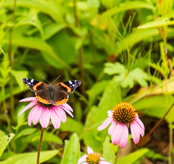 Fototapeta na wymiar Closeup of a Red Admiral Butterfly sitting on a purple Coneflower