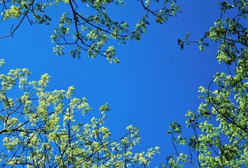 新緑のイメージ