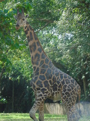  giraffe in the wild
