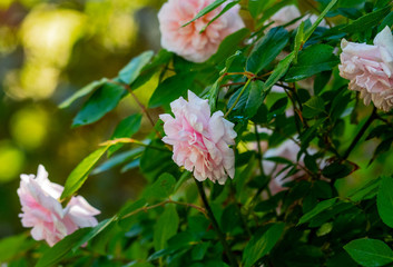 Rose garden in Oregon