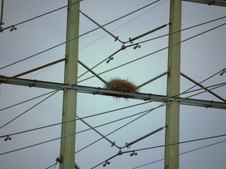 nest on electrical power lines
