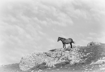 Mustang on Hill 1 BW