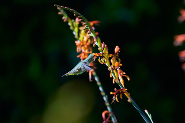 Hummingbird flying and feeding on Lucifer Flowers.  Green and Reddish Brown Bird.  Facing Camera Right Side view