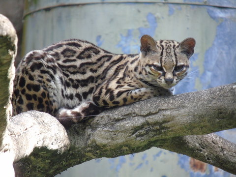 Ocelote leopard on the rock