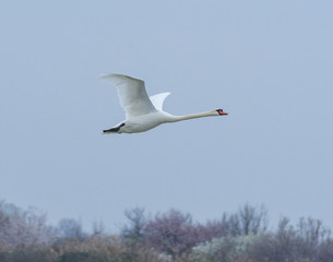 Fototapeta premium Mute swan flying in the blue sky in Italy