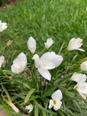 Obraz premium white flowers in the garden