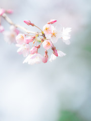 Fototapeta na wymiar 桜　cherryblossom 