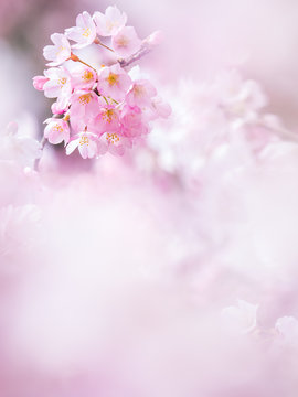 桜　cherryblossom 