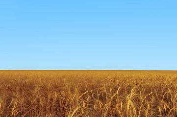 Naklejka premium Landscape view of wheat field