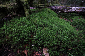 dense green plants