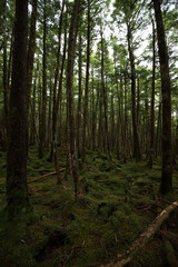 trees and moss in the forest