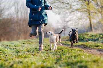 woman walks with cute small dogs outdoors