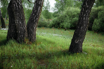 trees in the park