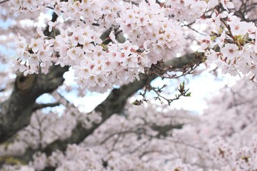 桜