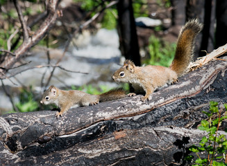 Squirrel & Baby