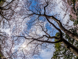 桜 cherryblossom 