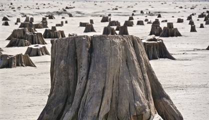 Cedar Wasteland