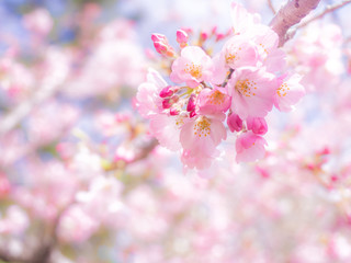 桜 cherryblossom