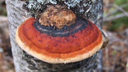 red belted conk Fomitopsis pinicola - obrazy, fototapety, plakaty