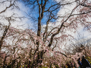 桜 cherryblossom 