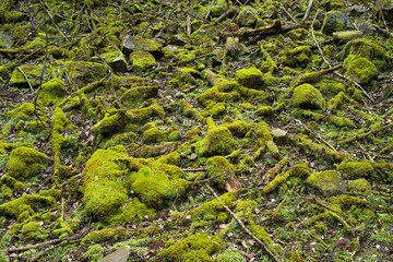苔むした落枝と石