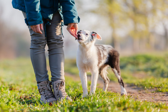 Woman Giving A Puppy A Treat