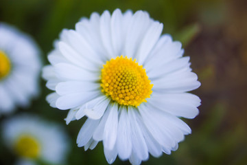 Obraz premium daisy flower closeup