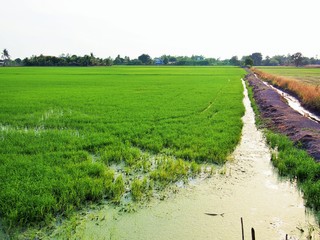 sidewalk beside the jasmine rice field