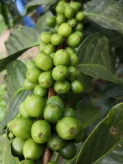 Coffee plant
