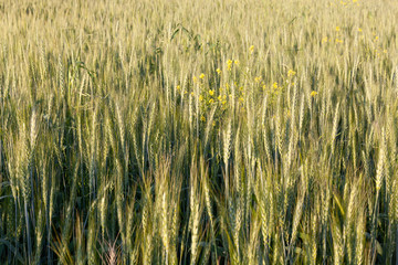 bright green wheat field