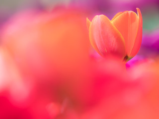 Obraz na płótnie Canvas チューリップ tulip