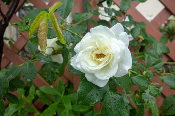 雨に濡れた白い薔薇の花