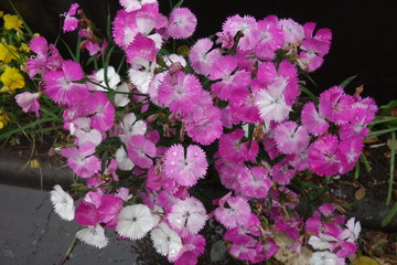 雨に濡れた紫の撫子の花